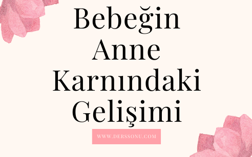 Bebeğin Anne Karnındaki Gelişimi