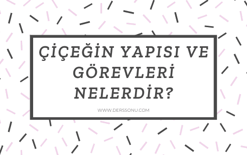 Çiçeğin Yapısı ve Görevleri Nelerdir?