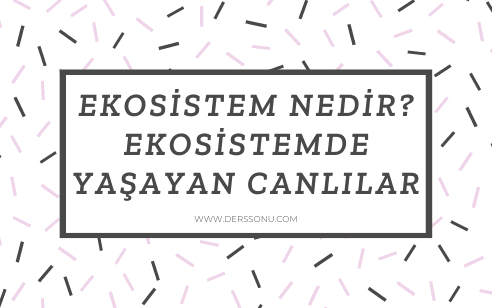 Ekosistem Nedir? Ekosistemde Yaşayan Canlılar